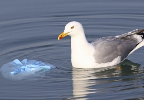 A seagul floats in the sea next to a bag of rubbish