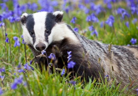 A badger stands in a field