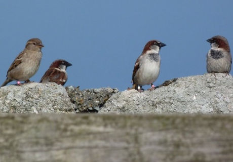 A quartet of sparrows stand on a wall