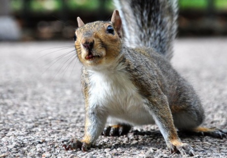 A squirrel looks alarmed