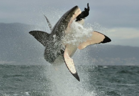 A Great White Shark leaps into the air