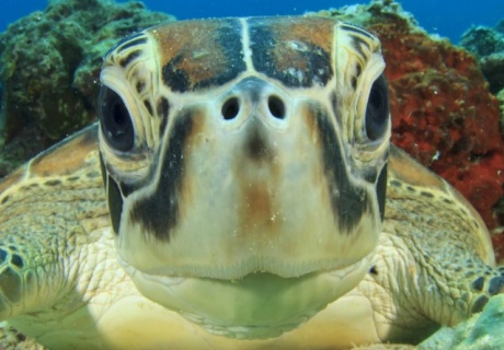 A sea turtle looks directly into the camera