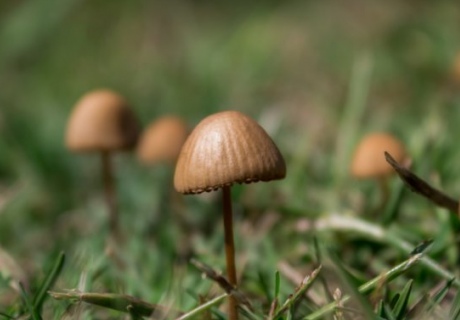A 'magic mushroom' surrounded by grass