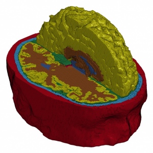 The computer model developed by Imperial researchers