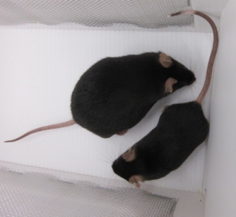Two mice in temporary housing show similar weight differences to those seen in the study animals.