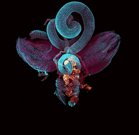 A female fly stores fat (orange) and expands it gut (blue) to fuel its many eggs (pink) as  they grow, shows research by Miguel-Aliaga and team. (Paola Cognigni, with MRC LMS).