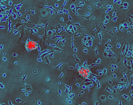 Laboratory image of immune cells (blue) engulfing two unhealthy heart cells (red) and breaking them down for ‘disposal’. Credit: Stephen Rothery, Facility for Imaging by Light Microscopy, Imperial College London