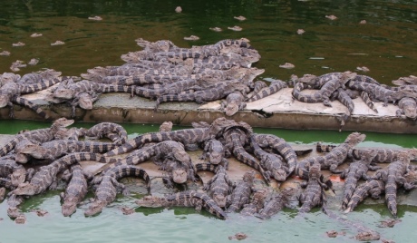 Captively bred alligators in the Anhui Breeding Centre