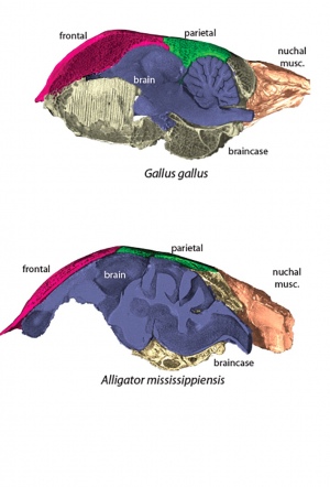Cross-sections of bird and alligator skulls, showng skull bones and brain compartments
