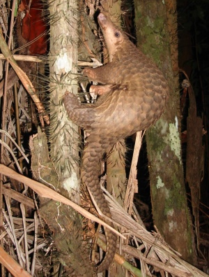 A pangolin climbing a tree