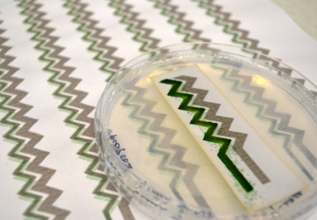 A petri dish with a sample of the bio-solar panel