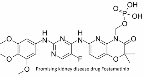 Promising kidney drug Fostamatinib