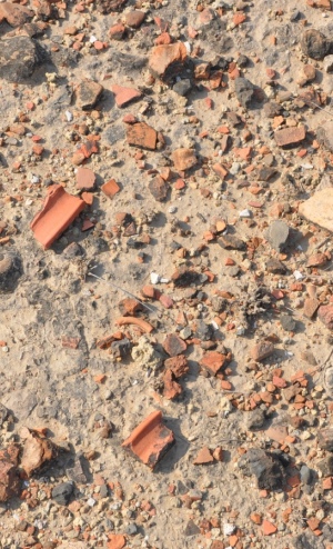 Broken pieces of Indus Civilisation pottery exposed at the surface at Kalibangan. Credit: S. Gupta (Imperial College London) 