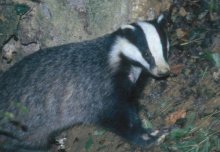 Complex relationship between tuberculosis infection and badger behaviour 