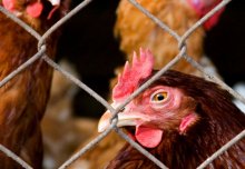 Over £6.2m to develop rapid responses to emerging poultry viruses