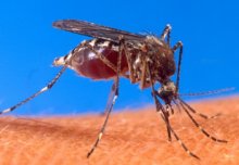 Good study design key to evaluating new forms of mosquito-based dengue control