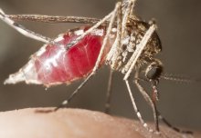 Imperial scientists talk about the fight against malaria on World Malaria Day