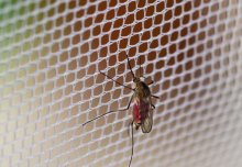 Research finds funding for malaria control is still inadequate 