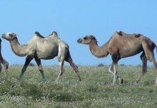 ZOOLOGICAL SOCIETY OF LONDON / STEPPE FORWARD: Conservation Programmes