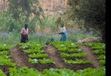 Sustainable Intensification: A New Paradigm for African Agriculture