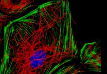 Imperial researchers studying how blood vessels stay healthy