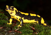 Fire salamanders under threat from deadly skin-eating fungus