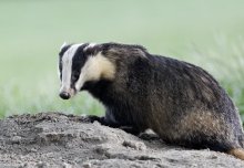 Badgers ultimately responsible for around half of TB in cattle, study estimates