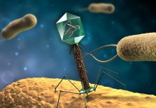 Viruses teach scientists new ways to cripple bacteria
