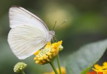 Light-coloured butterflies and dragonflies thriving as European climate warms
