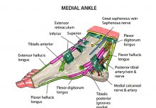 Instant Anatomy: a new interactive tool available from the Library