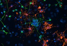 Study provides vital new insight into how we produce new brain cells