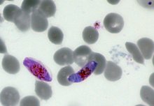 Drugs that target male parasite cells could stop malaria being passed on