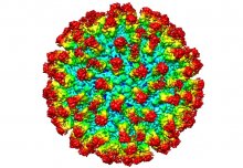 New class of antibodies raises hope of dengue fever vaccine