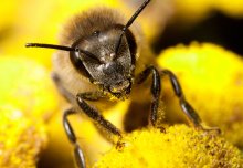 Imperial bee expert gives his take on latest research on harm from insecticides