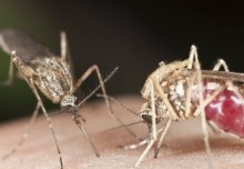 Drug discovery: A potential new treatment for malaria