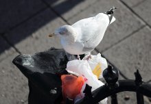 Health of seabirds threatened as 90 per cent swallow plastic