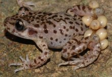 Mallorcan midwife toads pave the way for fungal cure