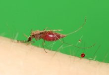 Modified mosquitoes could help fight against malaria