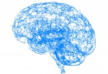 Intelligence &apos;networks' discovered in brain for the first time
