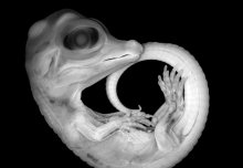 Embryo picture claims top spot in scientific images competition 