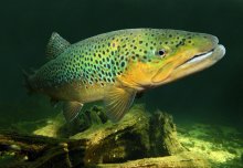 Top predator trout may be able to adapt to warmer waters