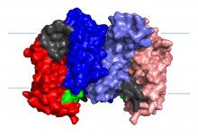 Research reveals how cells receive essential cargo via transporter proteins