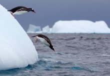 Natural variation caused temporary cooling at Antarctic Peninsula, shows study