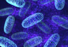 How can we prevent children inheriting mitochondrial diseases?