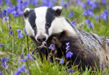 Badgers and cattle seldom meet, says new study