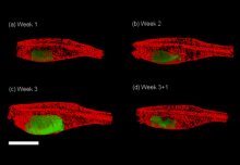 Fluorescent 3-D imaging technique tracks disease models without surgery 
