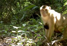 Logged rainforests can be an 'ark' for mammals, extensive study shows