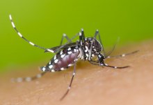 Dengue vaccine may increase risk of severe disease in low infection rate areas