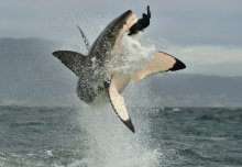 Great white sharks and tuna share genetics that makes them super predators