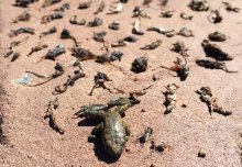 Climate change driving toad disease from fungus in Pyrenees